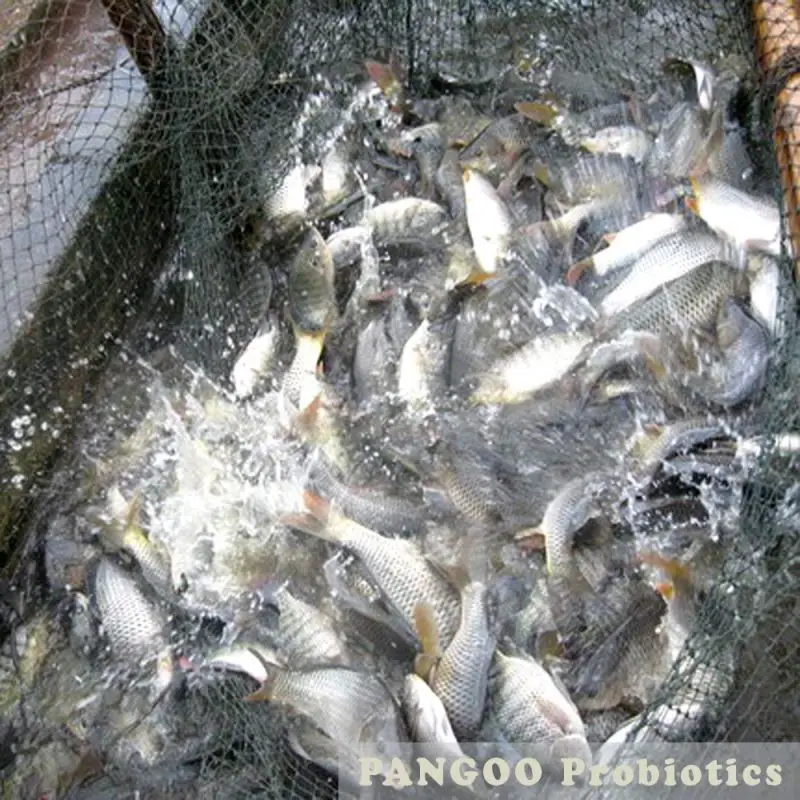 
Probiotics for fish culture , to remove Nitrate 