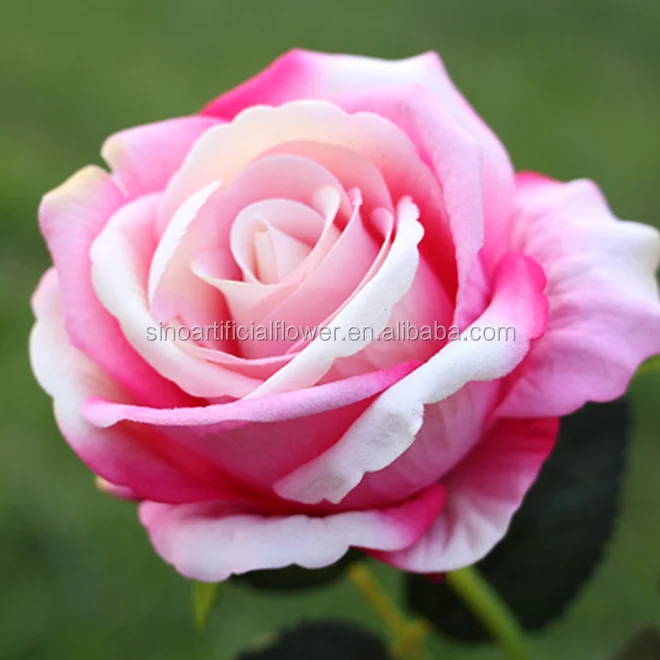 rose flower (6).png
