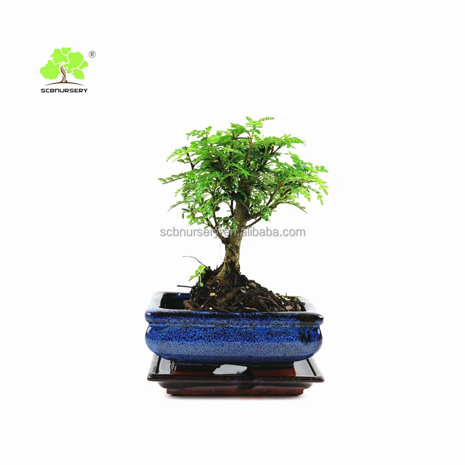 
Zanthoxylum 15cm Ball indoor ourdoor bonsai nursery suppiler exporter 