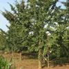 Wholesale High Quality Ginkgo biloba trees