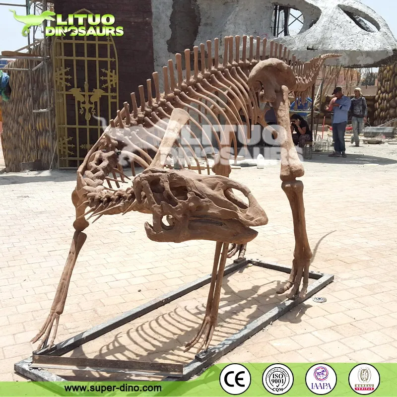 life size dinosaur skeleton for sale