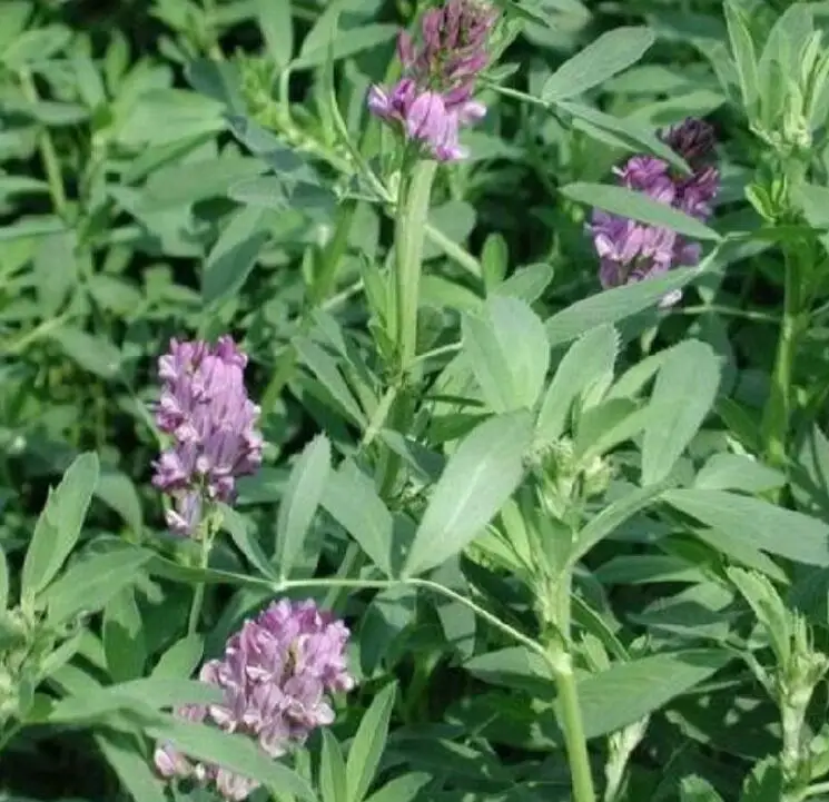 Medicago sativa.jpg