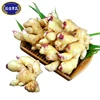 China manufacturer supply grade A fresh fat ginger