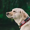 Collar pet dog gps tracker can Know when your pet runs off with geo-fence zones around your home