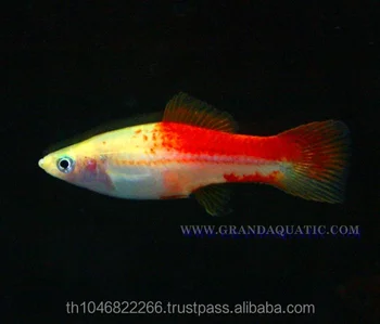 Swordtail Fish / Live Ornamental Fish 