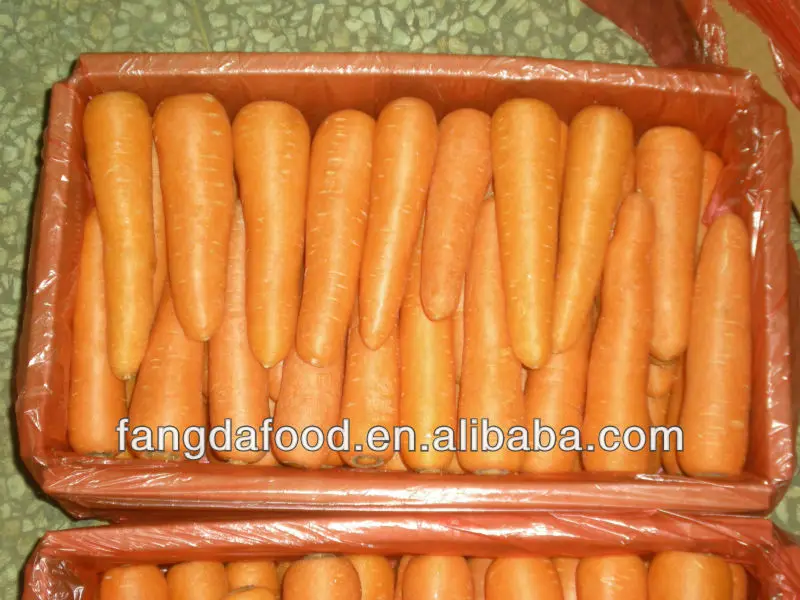 carrot