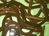 Live Asian swamp eel (swamp eel, rice eel, white ricefield eel)