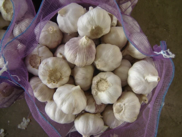 New crop fresh garlic price from China