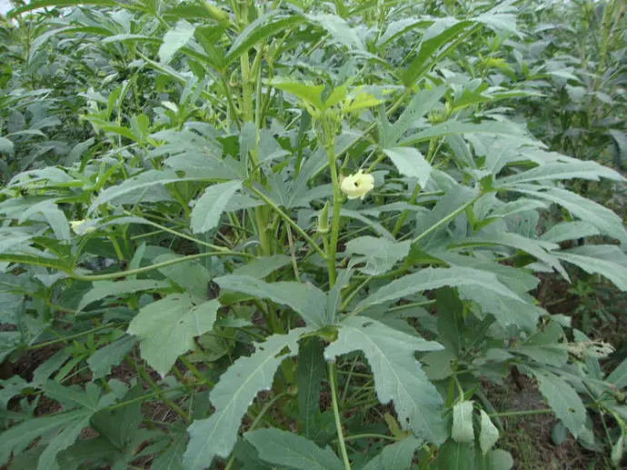 New Crop Okra Seeds For Cultivation Buy Okra Seeds,Hybrid Okra Seeds,Longhorn Okra Seeds