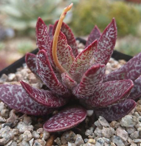 
Wholesale Adromischus Marianiae Succulent Bonsai 