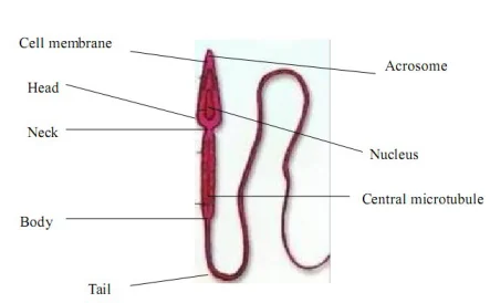 Sperm Analyzer