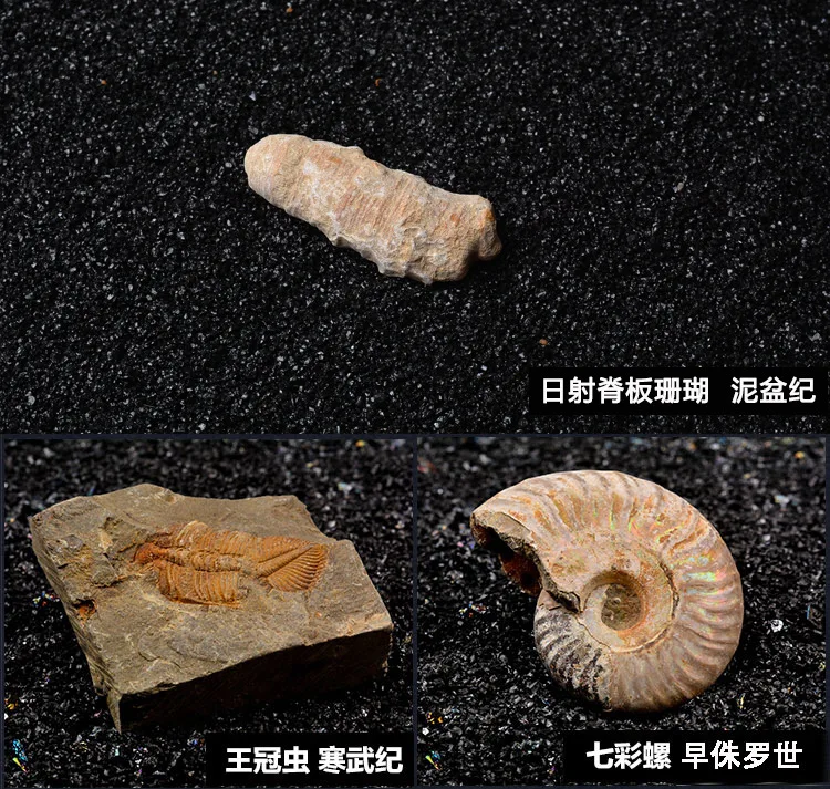 7 件大稀有化石海贝壳化石设置标本三叶虫古代收藏装饰陈列博物馆 Buy 博物馆陈列 化石标本 贝壳收藏product On Alibaba Com