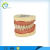 foshan compass Dental materials no screws All detachable teaching model for hospital