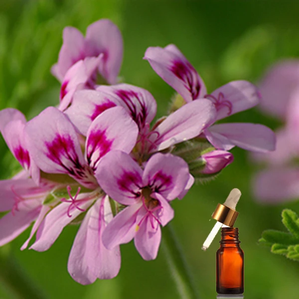 100% pure natural rose geranium essential oil