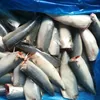 Frozen seafood importers of frozen pacific mackerel fish