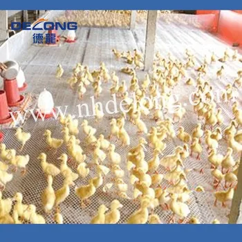 Poultry Farm Design For Chickenduck House Buy Poultry Farm Designpoultry Farming Equipmentcheap Poultry Equipment Product On Alibabacom