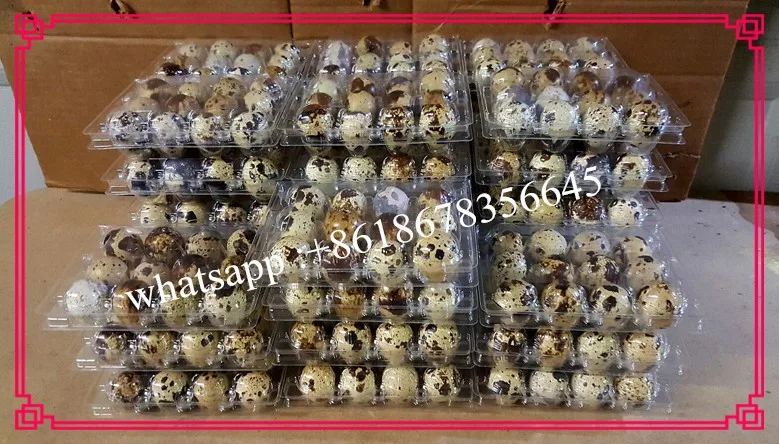 
PVC plastic quail egg packing tray /plastic box packaging for 12/24/30 quail eggs 