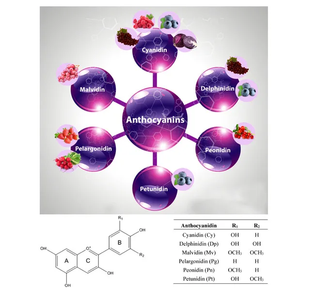 Iso Approved Kosher Anthocyanin Extract Pigment Powder