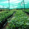 Factory supply 100% virgin HDPE green black color sun shade net for agriculture shade net
