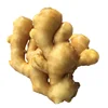new crop hot sale chinese fat fresh ginger on the market