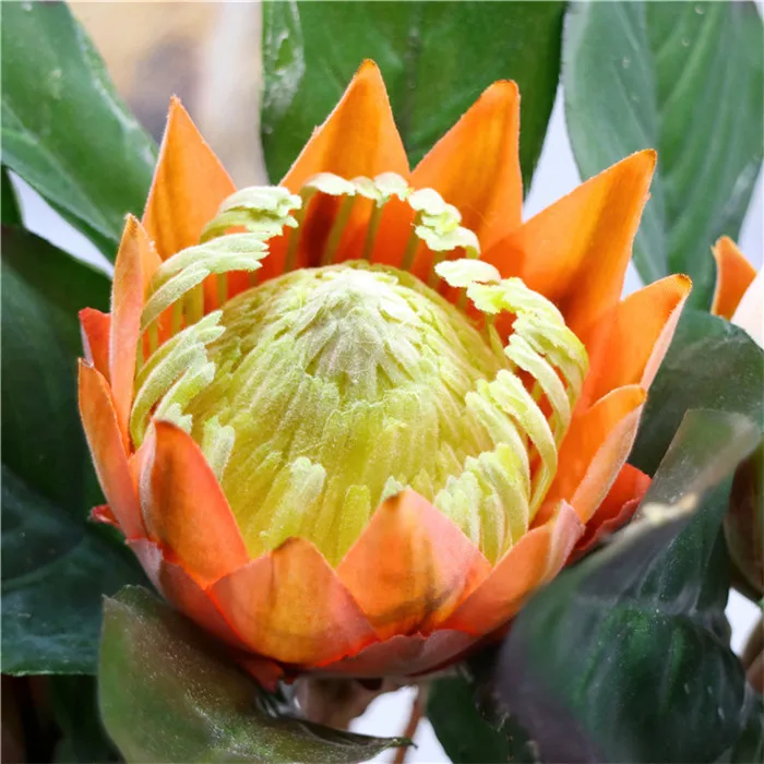 F1433 Hot Sale Factory Large Size Silk Artificial Protea Red King