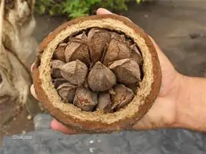 brazil nuts in shell for sale