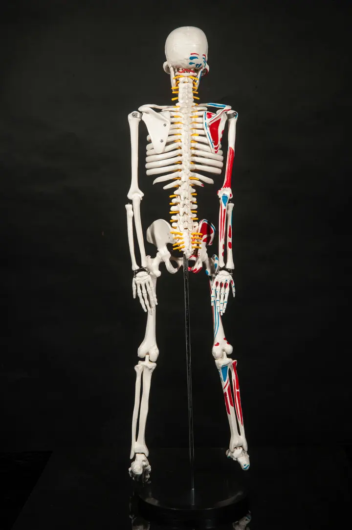 Male Muscle Anatomy Promotion-Achetez des Male Muscle