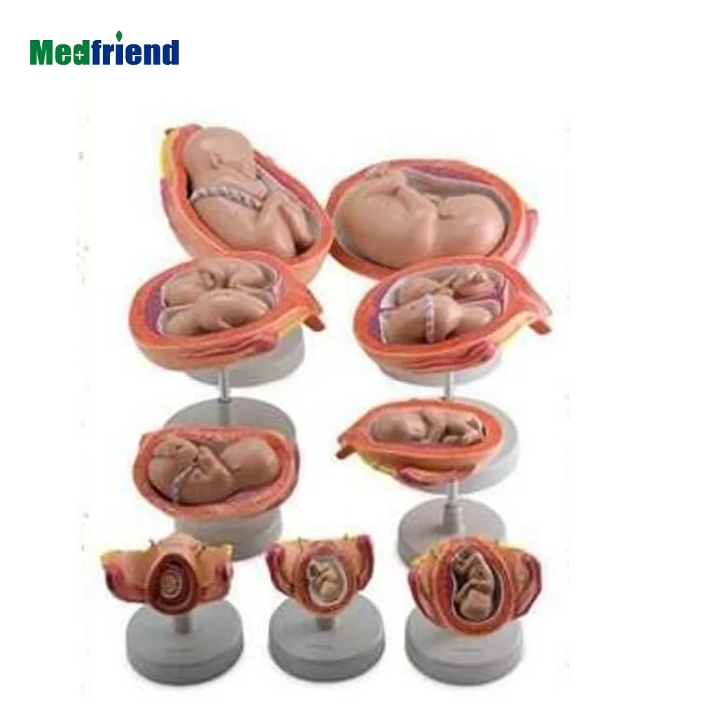 Factory Price Anatomical Human Medical Anatomical Fetus Development