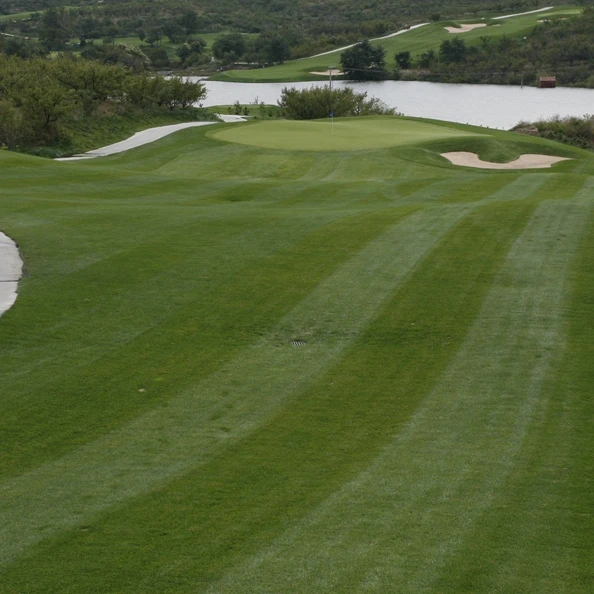 
Top quality Lawn seed wholesale Kentucky bluegrass seeds for Football field lawn 