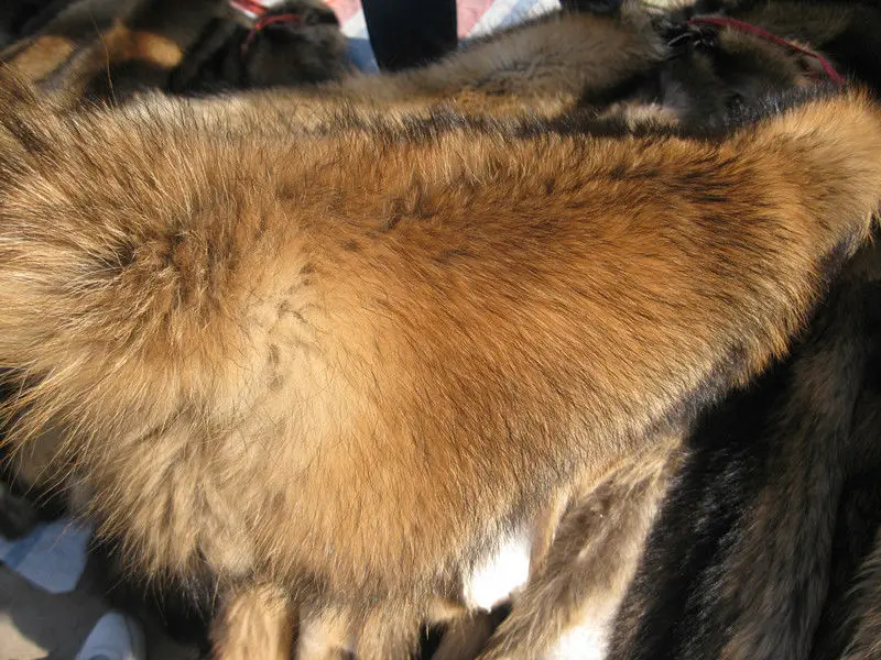 Rakun Kurk Fiyatlari Cin Rakun Kurk Buy Rakun Kurk Fiyatlari Kaput Icin Rakun Kurk Trim Cin Rakun Kurk Product On Alibaba Com Rakun Kurk Fiyatlari Cin Rakun Kurk Buy Rakun Kurk Fiyatlari Kaput Icin Rakun Kurk Trim Cin Rakun Kurk Product On Alibaba Com