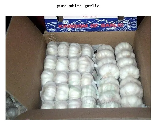 pure White garlic.jpg