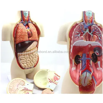 anatomy toys