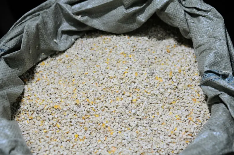 Corn-Germ-Line (1).jpg
