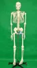 Anatomical /Dental/ Chinese Medicine Model