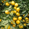 Chinese fresh baby orange/mandarin orange/citrus