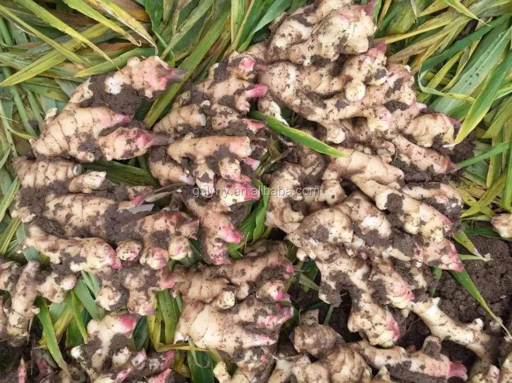Chinese Ginger Buyers/fresh Ginger Dry Ginger Export Buy Fresh Ginger