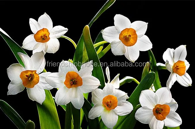 Zhangzhou Narcissus Tazetta Bulbs Daffodil Flower Bulb Buy Narcissus Tazetta Bulb Zhangzhou Narcissus Bulb Narcissus Bulbs Product On Alibaba Com