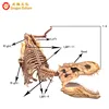 Customized Animatronic Lifelike High Simulation Best Selling Big Dinosaur Skeleton