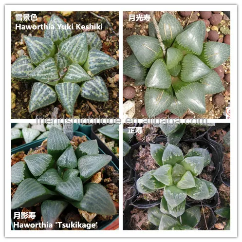 
Mini Succulent cactus Haworthia 