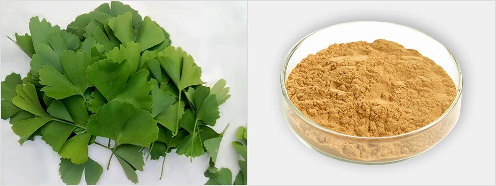 Hot Sale Natural Ginkgo Biloba Extract Price