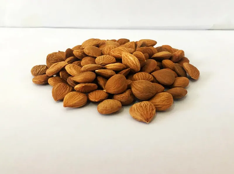 
Organic Apricot Seeds Vitamin B17 B15 Source Bitter Apricot Kernels 
