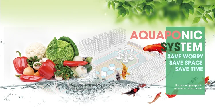 aquaponics system (1).jpg
