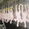 chicken slaughtering machine/automatic chicken slaughtering machine/halal chicken processing line