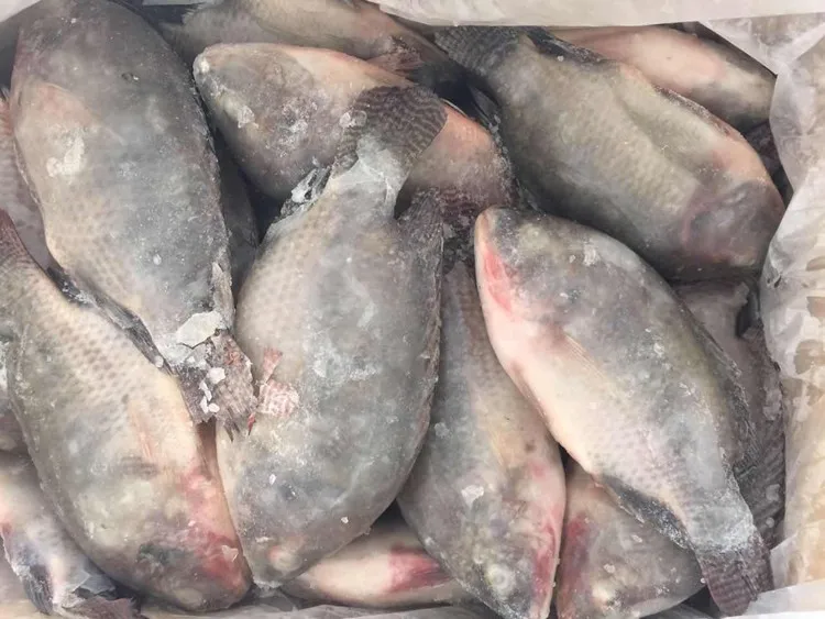 Good Quality Farmed Frozen Tilapia