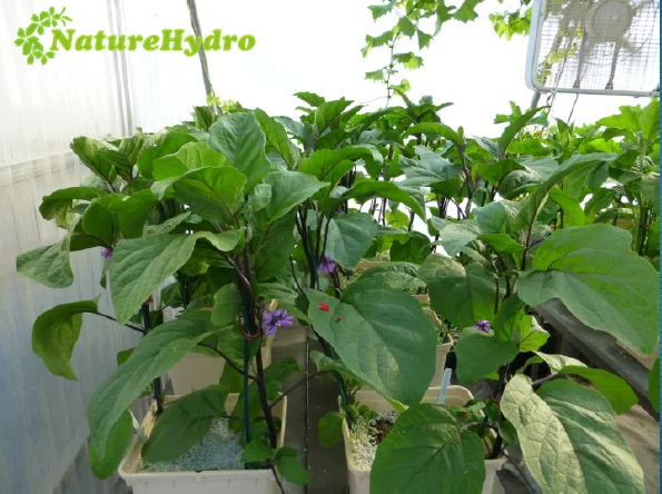 
Nutrient solution hydroponics plant eggplants 