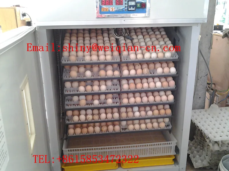 What is the best chicken incubator to buy