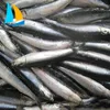 Wholesale All Types Of Sardine Fishes in good price