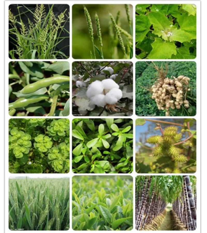 Herbicida de alta eficácia Ametryn 80% WP amplamente utilizado para controle de grama