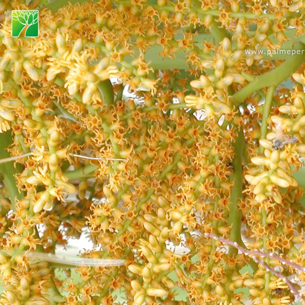 
Wholesale street ornamental evergreen palm tree plant nursery Trachycarpus martianus 