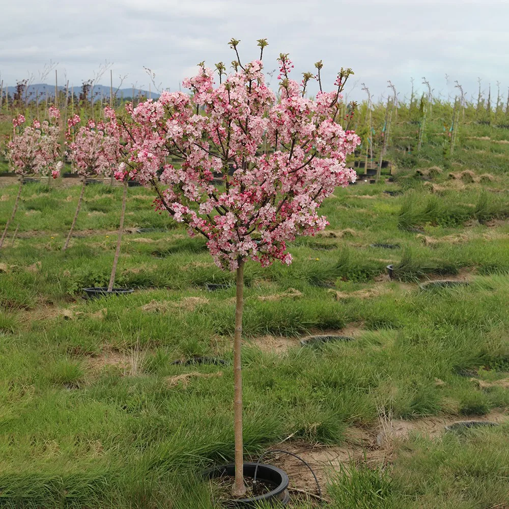 Full Sun Red Fruit Color Tree Seedling Malus Asiatica Crab Apple